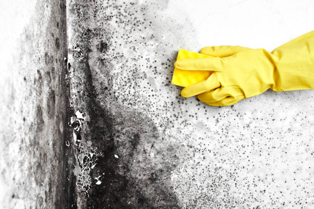 Best Attic Mold Removal  in Kiel, WI