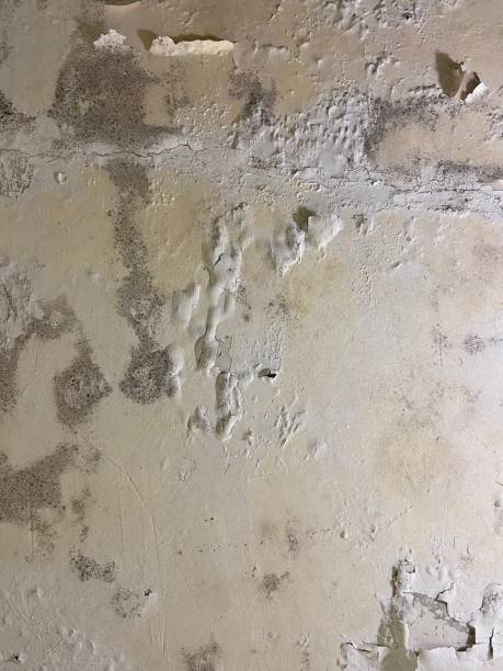 Best Mold Damage Repair  in Kiel, WI
