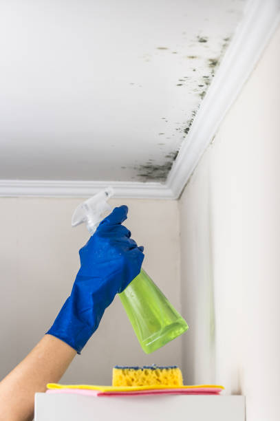 Professional Mold Removal in Kiel, WI